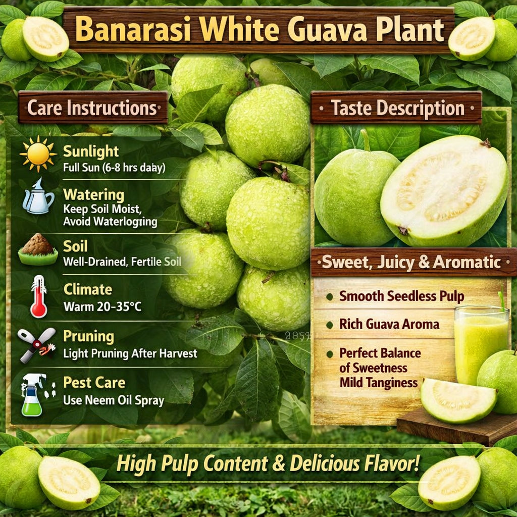 Banarasi White Guava Air Layered Healthy Fruit Plant