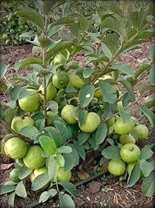 Banarasi White Guava Air Layered Healthy Fruit Plant
