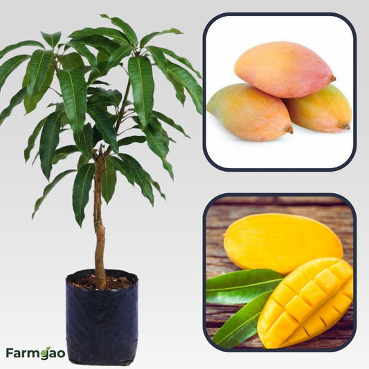 Bangalora Mango Aam Grafted Healthy Fruit Plant