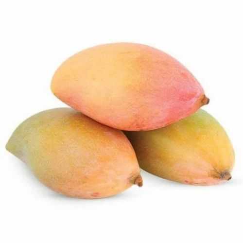 Bangalora Mango Aam Grafted Healthy Fruit Plant