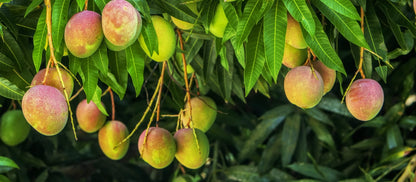 Bangalora Mango Aam Grafted Healthy Fruit Plant
