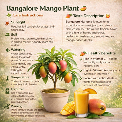 Bangalora Mango Aam Grafted Healthy Fruit Plant