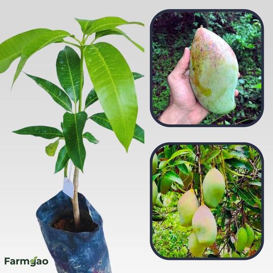 Bangalora (Totapuri) Mango Aam Grafted Healthy Fruit Plant
