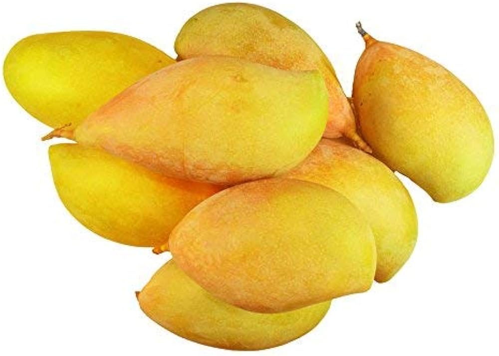 Bangalora (Totapuri) Mango Aam Grafted Healthy Fruit Plant