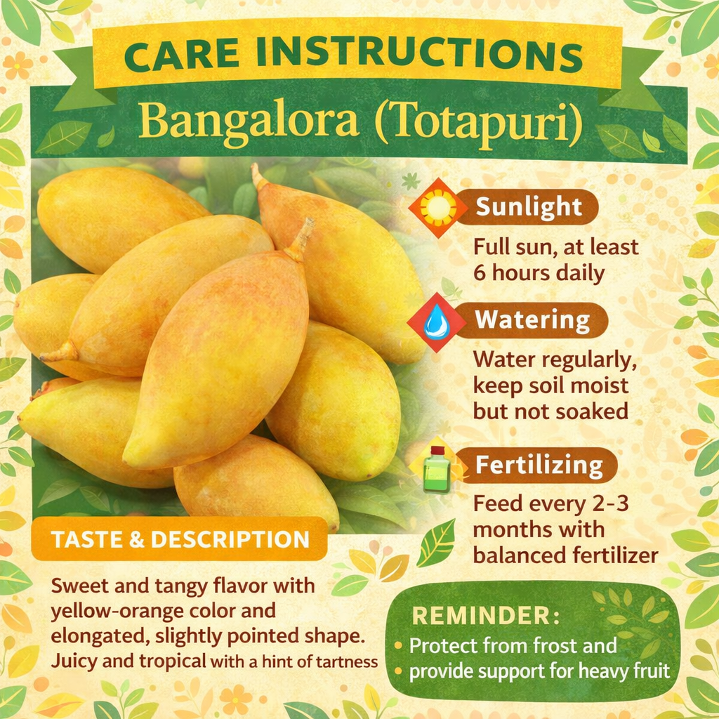 Bangalora (Totapuri) Mango Aam Grafted Healthy Fruit Plant