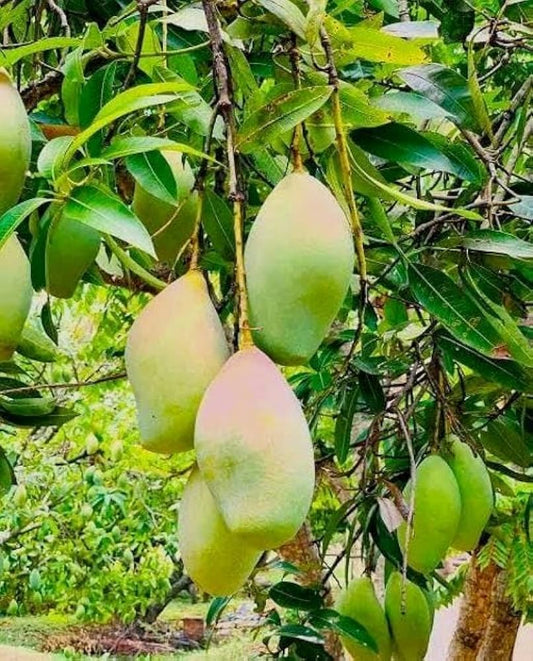 Bangalora (Totapuri) Mango Aam Grafted Healthy Fruit Plant