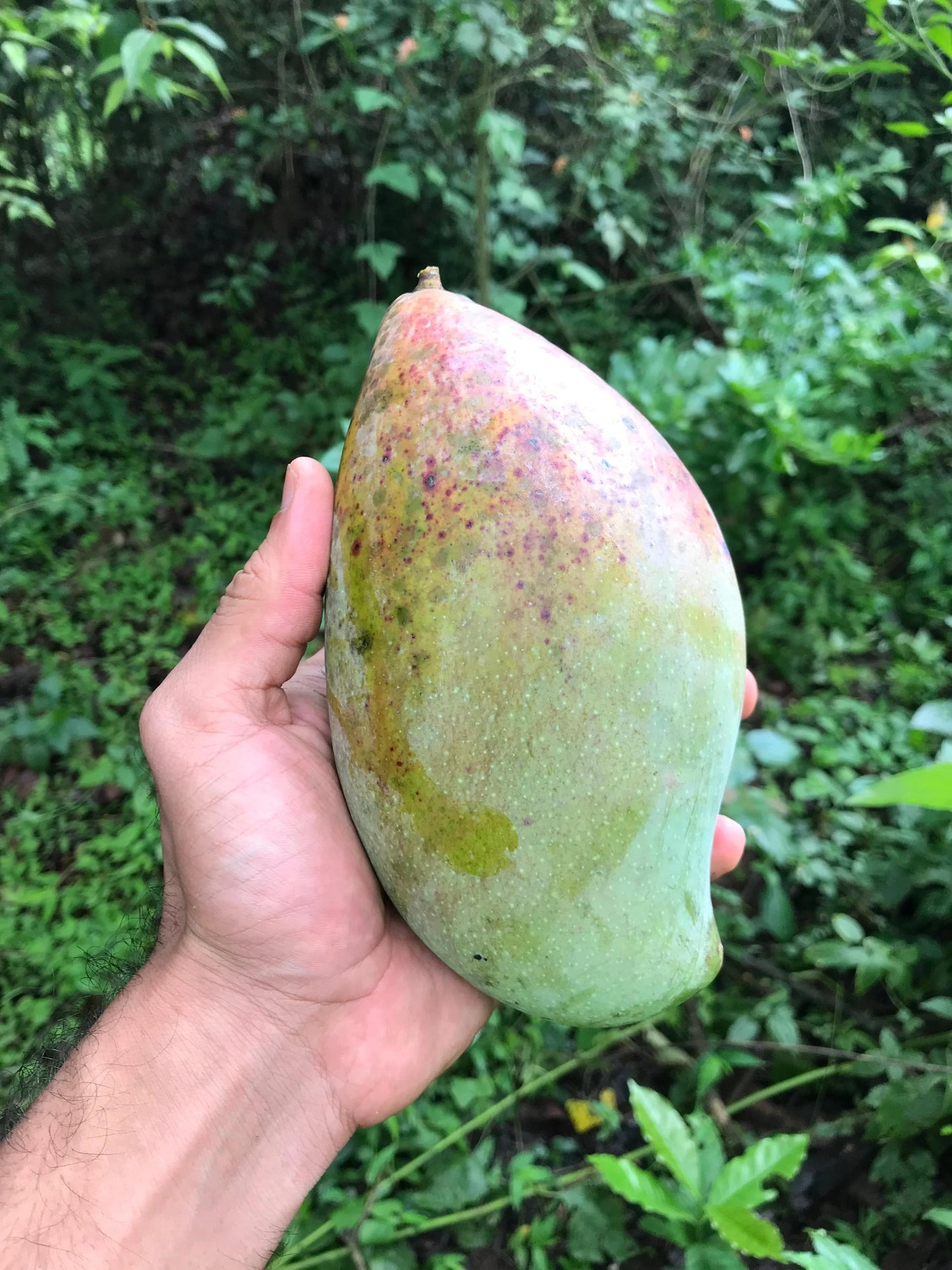 Bangalora (Totapuri) Mango Aam Grafted Healthy Fruit Plant