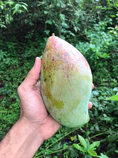 Bangalora (Totapuri) Mango Aam Grafted Healthy Fruit Plant