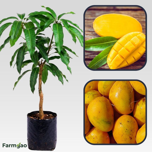 Banganapalli Mango Aam Grafted Healthy Fruit Plant