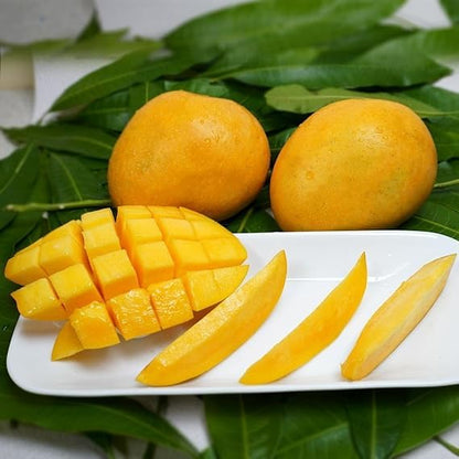 Banganapalli Mango Aam Grafted Healthy Fruit Plant