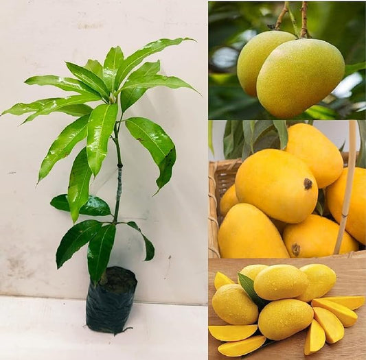 Banganapalli Mango Aam Grafted Healthy Fruit Plant