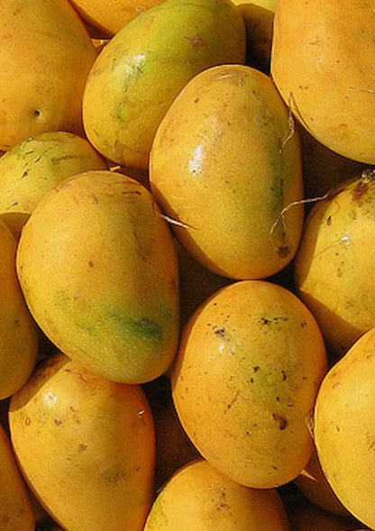 Banganapalli Mango Aam Grafted Healthy Fruit Plant