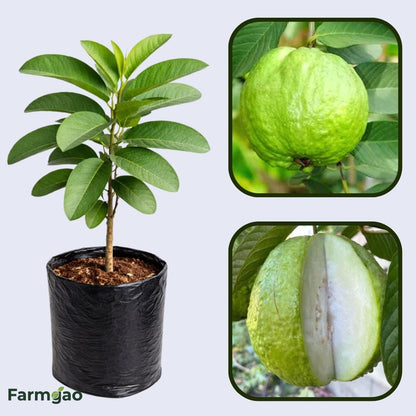 Bangkok Giant Guava Air Layered Healthy Fruit Plant