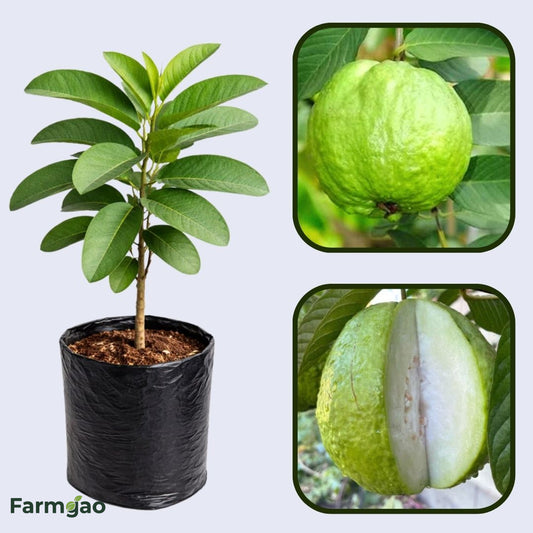 Bangkok Giant Guava Air Layered Healthy Fruit Plant