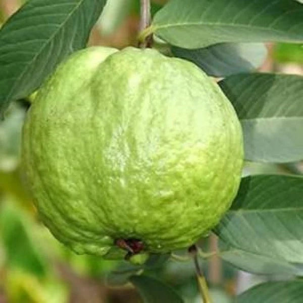 Bangkok Giant Guava Air Layered Healthy Fruit Plant