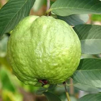 Bangkok Giant Guava Air Layered Healthy Fruit Plant
