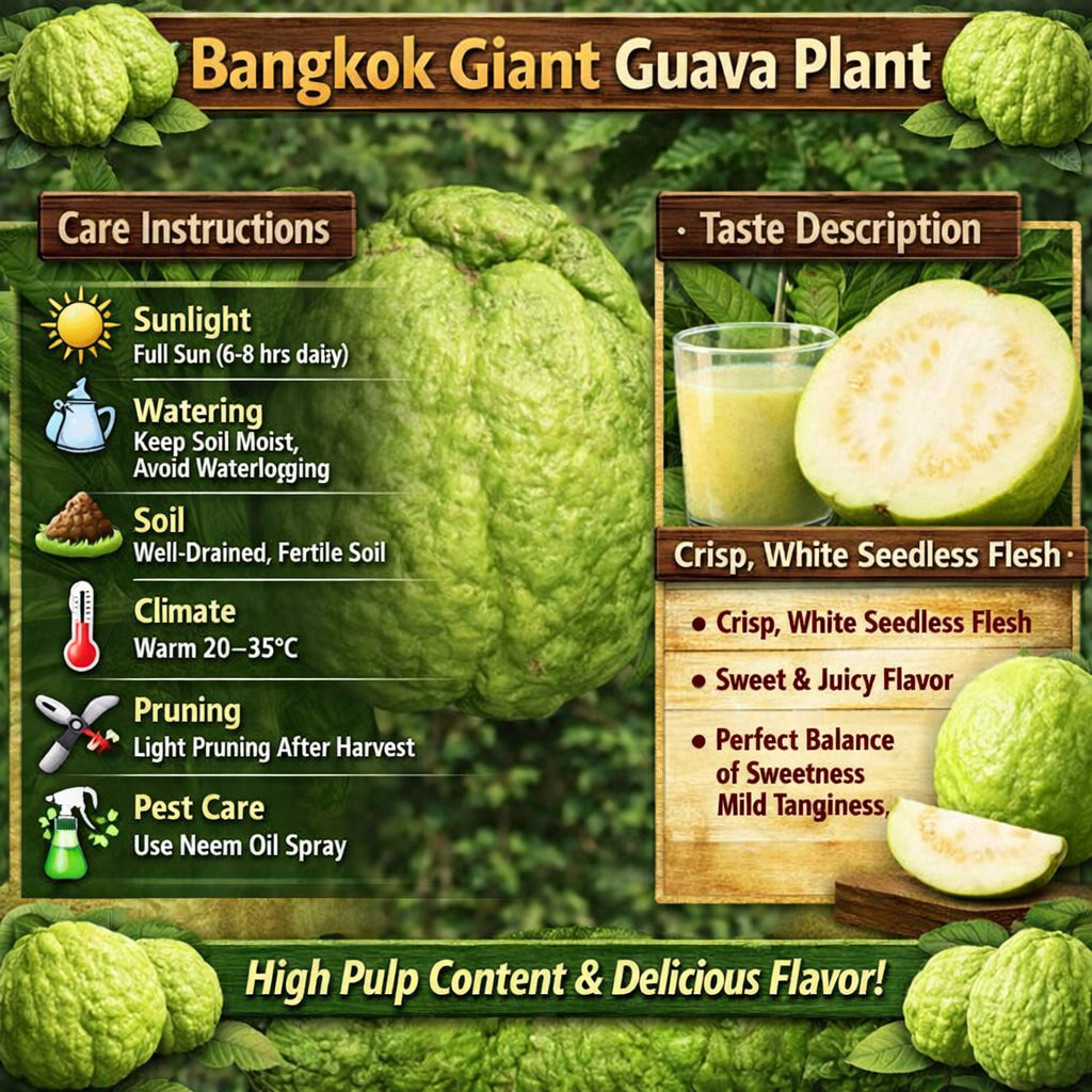 Bangkok Giant Guava Air Layered Healthy Fruit Plant