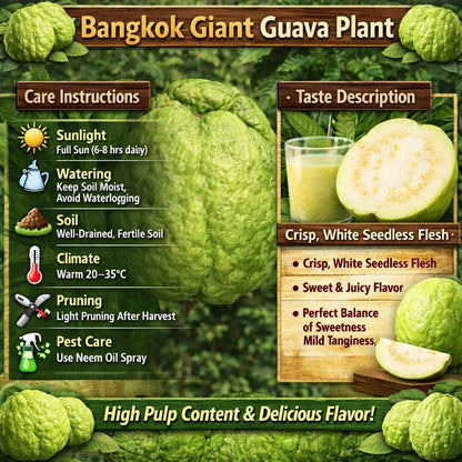 Bangkok Giant Guava Air Layered Healthy Fruit Plant