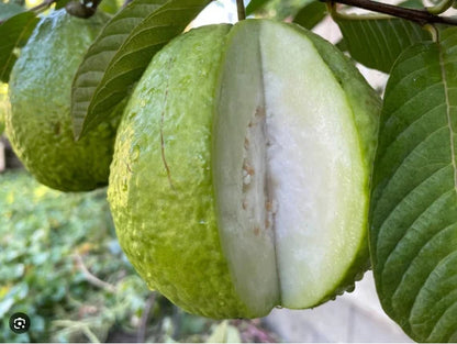 Bangkok Giant Guava Air Layered Healthy Fruit Plant
