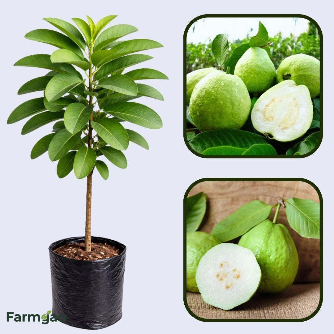 Bangkok White Guava Air Layered Healthy Fruit Plant