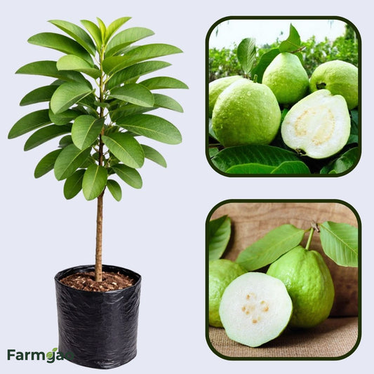 Bangkok White Guava Air Layered Healthy Fruit Plant