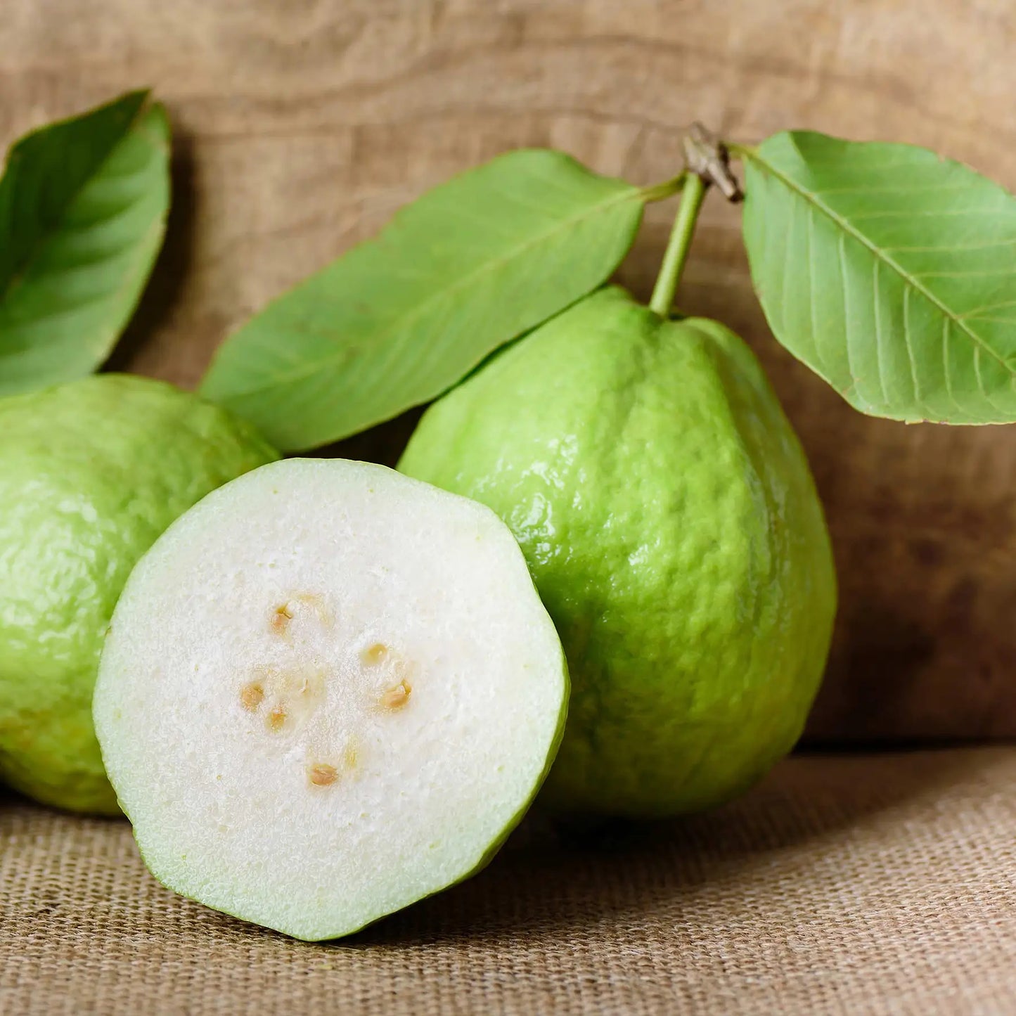 Bangkok White Guava Air Layered Healthy Fruit Plant