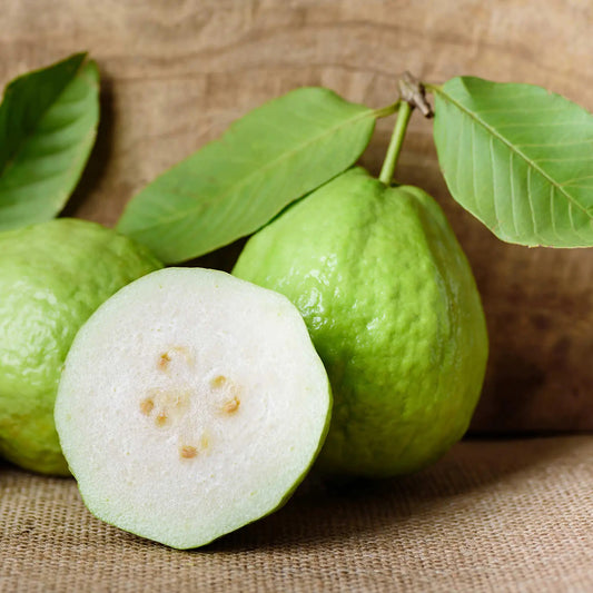 Bangkok White Guava Air Layered Healthy Fruit Plant