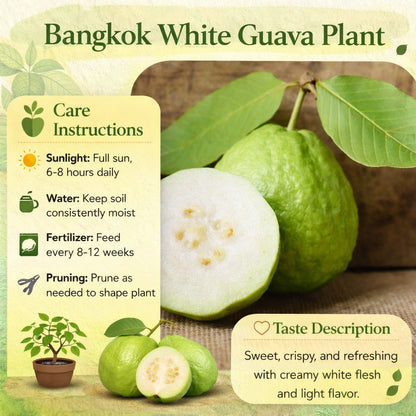 Bangkok White Guava Air Layered Healthy Fruit Plant