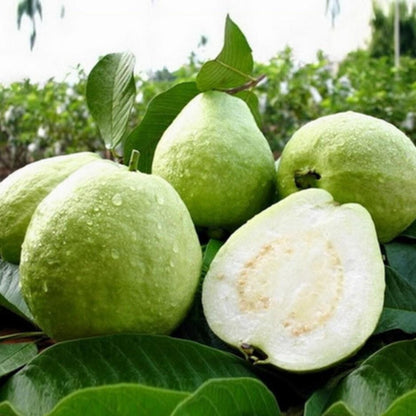 Bangkok White Guava Air Layered Healthy Fruit Plant
