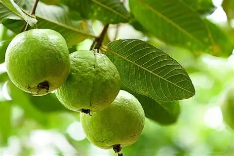 Bangkok White Guava Air Layered Healthy Fruit Plant