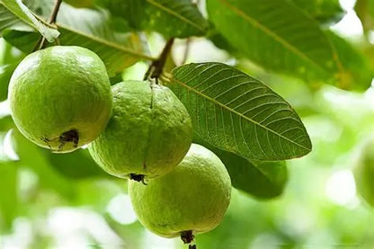 Bangkok White Guava Air Layered Healthy Fruit Plant
