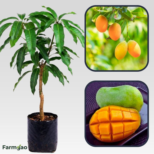 Baptist Mango Aam Grafted Healthy Fruit Plant