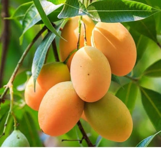 Baptist Mango Aam Grafted Healthy Fruit Plant