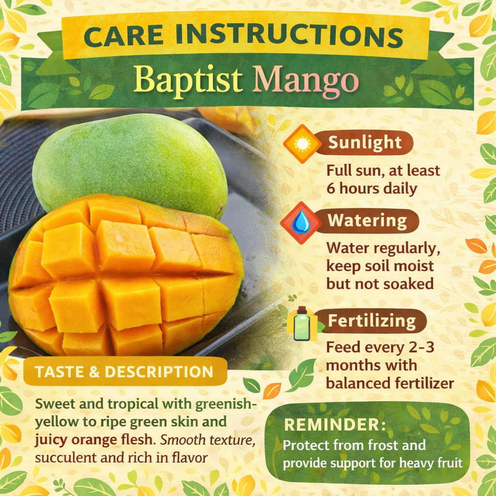Baptist Mango Aam Grafted Healthy Fruit Plant
