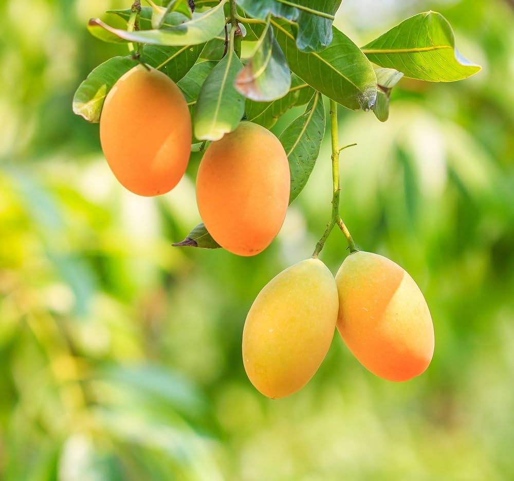 Baptist Mango Aam Grafted Healthy Fruit Plant