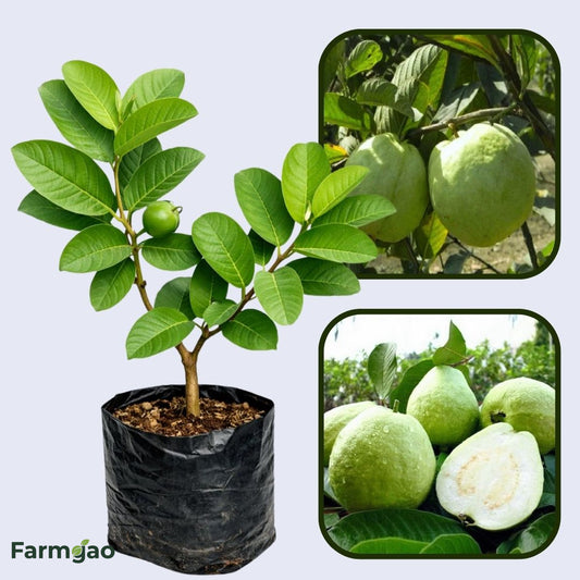Barafkhana Guava Air Layered Healthy Fruit Plant