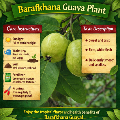 Barafkhana Guava Air Layered Healthy Fruit Plant