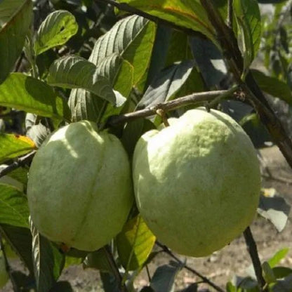 Barafkhana Guava Air Layered Healthy Fruit Plant