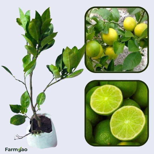 Baramasi Lemon Plant Live Nimbu Tree Kagzi Lemon Citrus Limon Fruit Plant