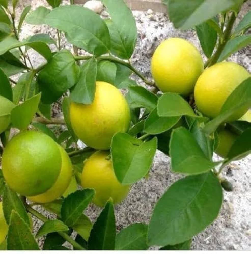 Baramasi Lemon Plant Live Nimbu Tree Kagzi Lemon Citrus Limon Fruit Plant