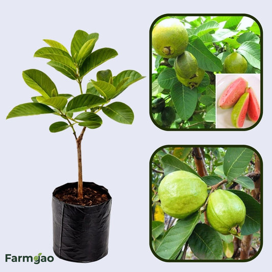 Barbados Pink Guava Air Layered Healthy Fruit Plant