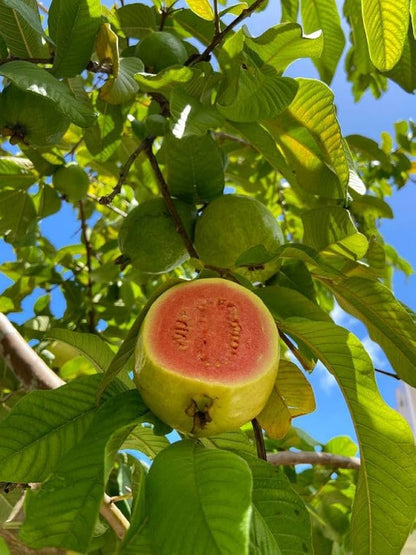 Barbie Pink Guava Air Layered Healthy Fruit Plant