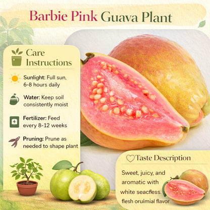 Barbie Pink Guava Air Layered Healthy Fruit Plant