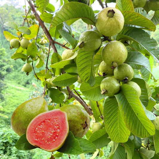 Barbie Pink Guava Air Layered Healthy Fruit Plant