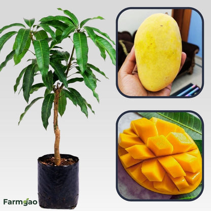 Bari 11 Mango Aam Grafted Healthy Fruit Plant