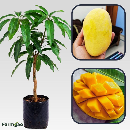 Bari 11 Mango Aam Grafted Healthy Fruit Plant