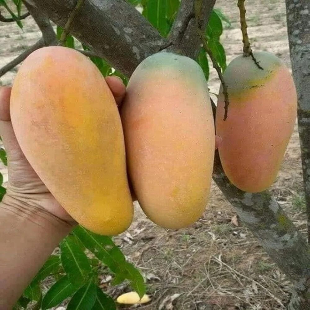 Bari 11 Mango Aam Grafted Healthy Fruit Plant