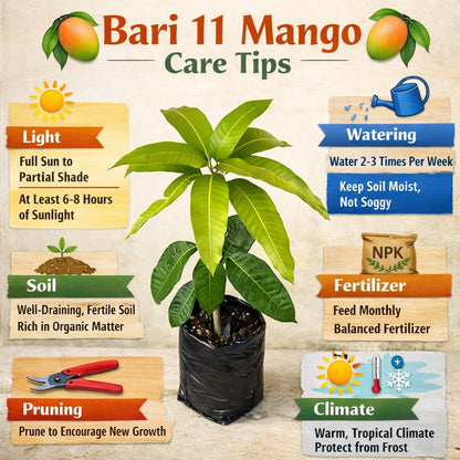Bari 11 Mango Aam Grafted Healthy Fruit Plant