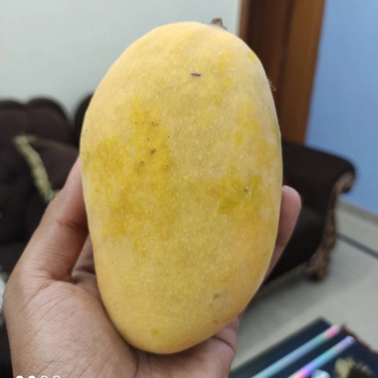 Bari 11 Mango Aam Grafted Healthy Fruit Plant