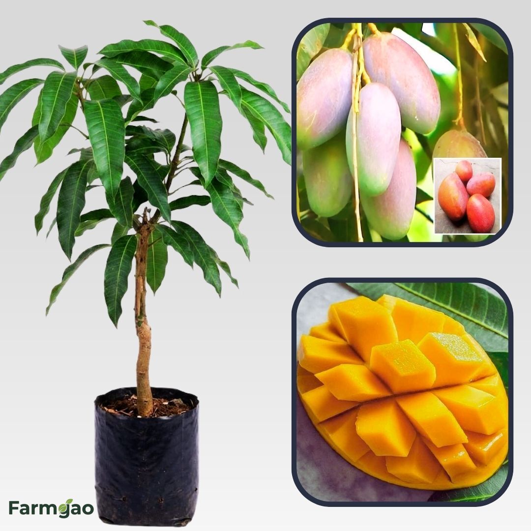Bari 13 Mango Aam Grafted Healthy Fruit Plant